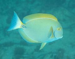 Acanthurus dussumieri