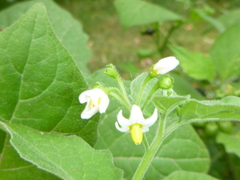 Solanum nigrum