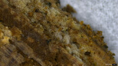 Costantinella