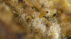Costantinella