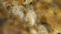 Costantinella