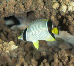 Chaetodon trifascialis