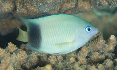 Plectroglyphidodon johnstonianus