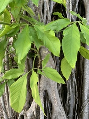 Syngonium