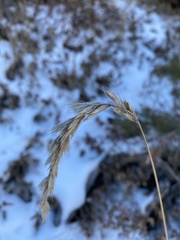 Leymus innovatus