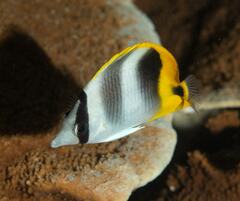 Chaetodon ulietensis