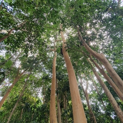 Myrcianthes fragrans