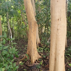 Myrcianthes fragrans