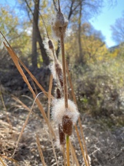 Typha domingensis