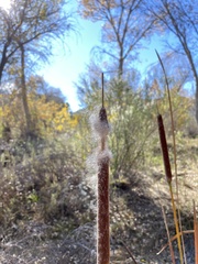 Typha domingensis