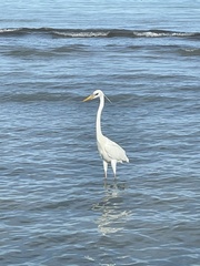 Ardea herodias occidentalis