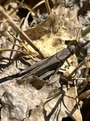 Melanoplus yarrowii