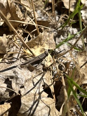 Melanoplus yarrowii