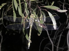 Anax papuensis