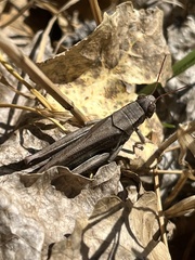 Melanoplus yarrowii