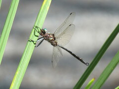 Somatochlora tenebrosa
