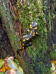 Salamandra salamandra