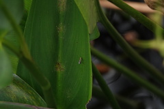 Plagioneurus univittatus