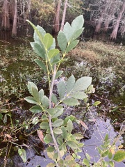 Fraxinus caroliniana
