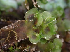 Pellia neesiana
