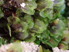Pellia neesiana