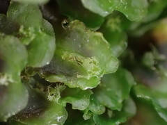 Pellia neesiana