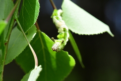 Limenitis