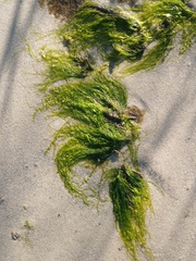 Ulva