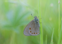 Coenonympha haydenii