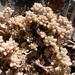 Graptopetalum mendozae - Photo (c) salchu,  זכויות יוצרים חלקיות (CC BY-SA)