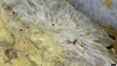 Trechispora
