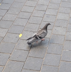 Columba livia domestica