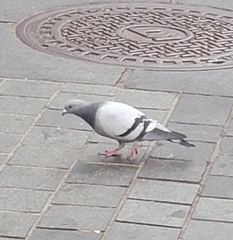 Columba livia domestica