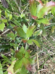Berberis glaucocarpa