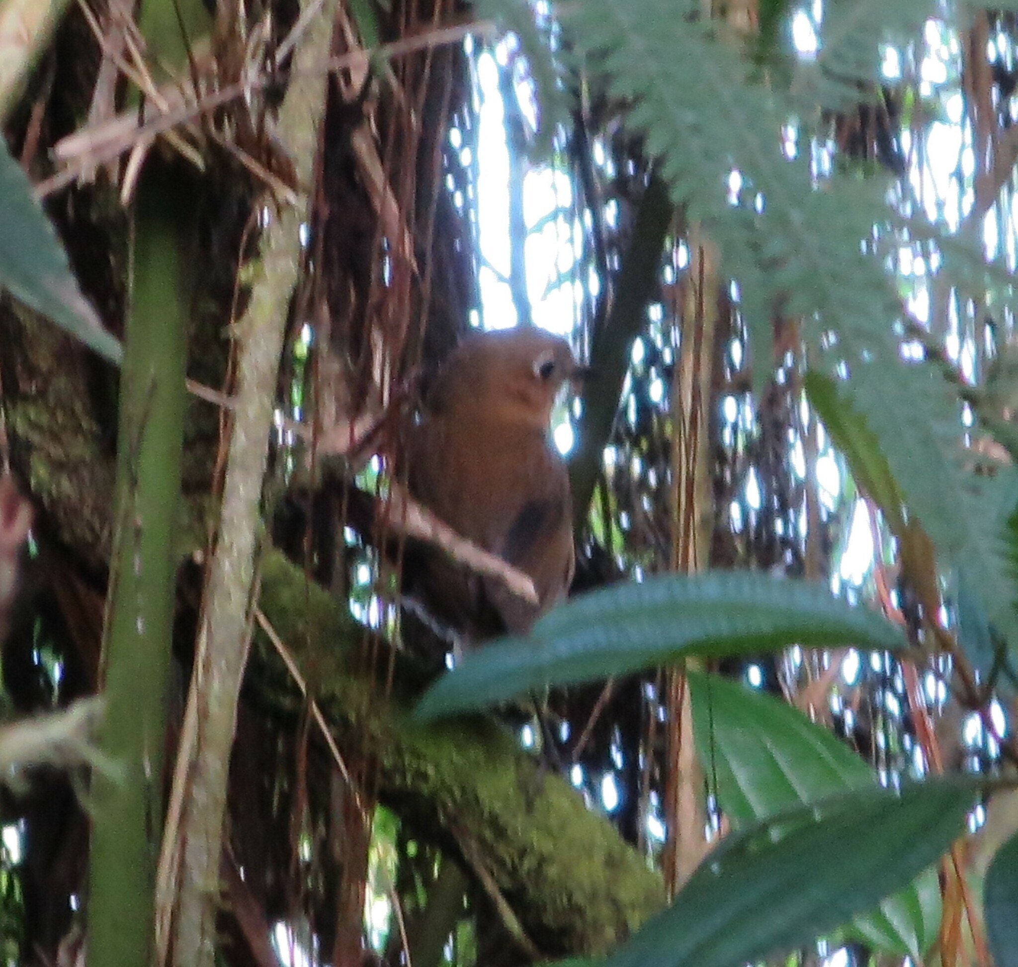 Sierra Nevada Antpitta (Grallaria spatiator), photo 2