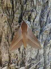 Theretra alecto