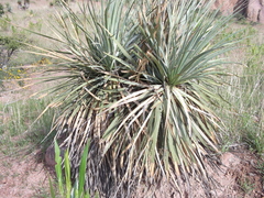 Dasylirion durangense