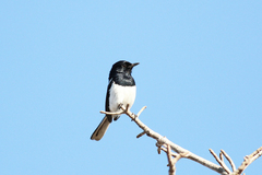 Copsychus albospecularis