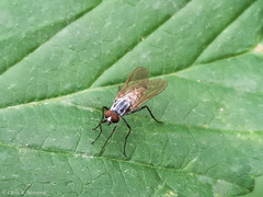 Therevidae