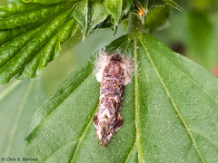 Acrolophinae