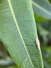 Cicadellinae