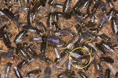 Anisops
