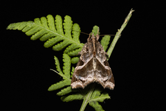 Callopistria floridensis