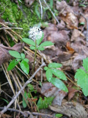 Panax trifolius