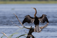 Anhinga rufa