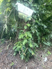 Epipremnum pinnatum
