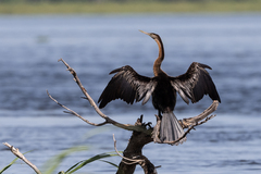 Anhinga rufa