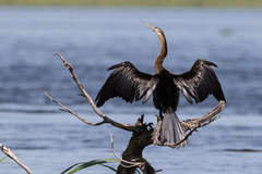 Anhinga rufa