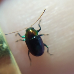 Hermesilla fulgidicollis