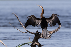 Anhinga rufa